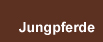 Jungpferde